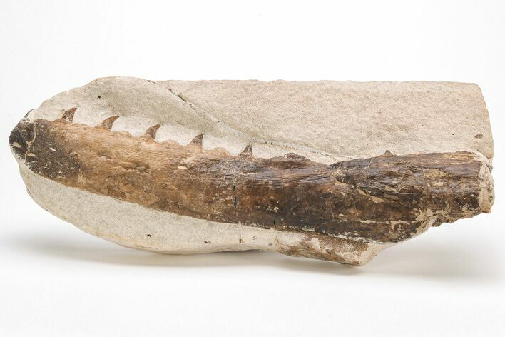 Fossil Mosasaur (Tethysaurus) Jaw - Asfla, Morocco #215139